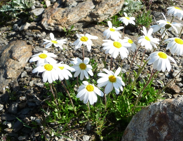 Leucanthemopsis alpina