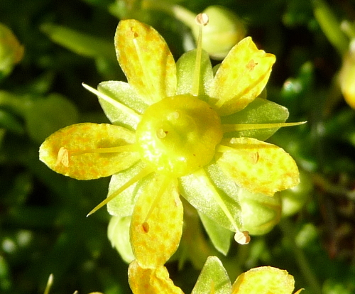 Saxifraga aizoides
