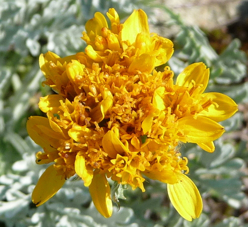Jacobaea incana / Senecio canuto