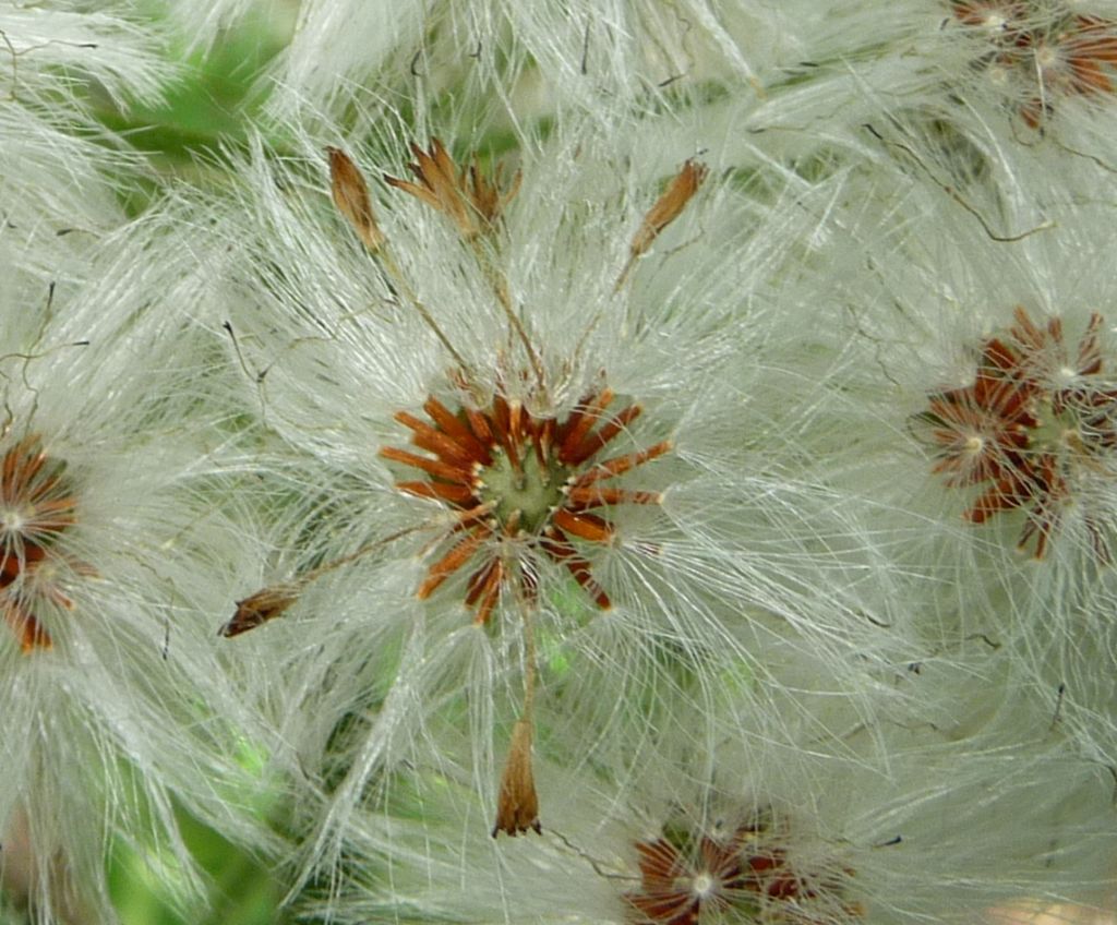 Petasites albus in fruttificazione