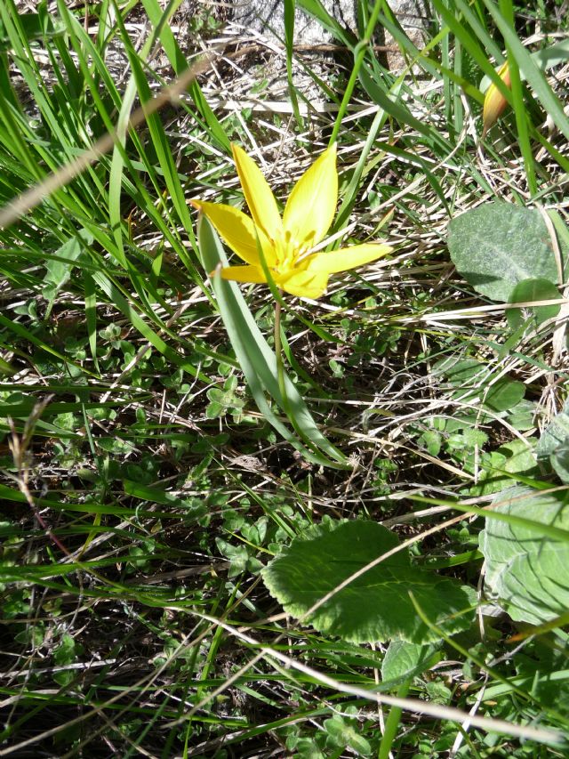 Tulipa australis