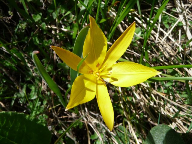 Tulipa australis