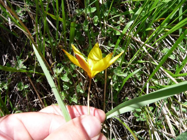Tulipa australis