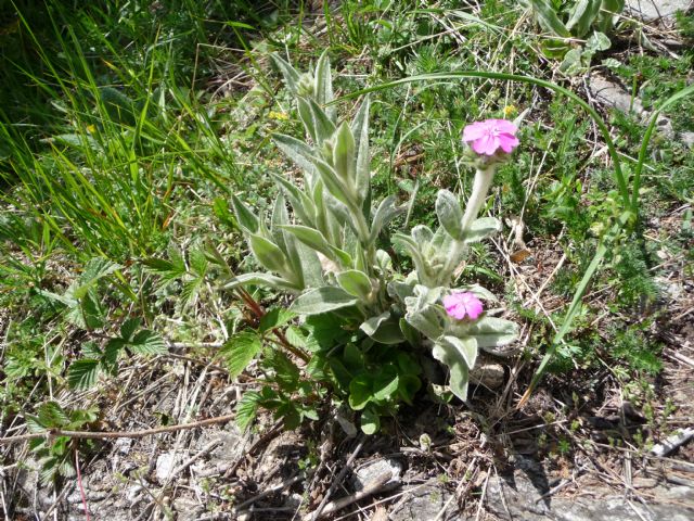 Lychnis flos-jovis / Crotonella fior di Giove