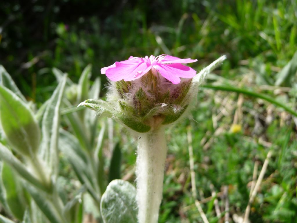 Lychnis flos-jovis / Crotonella fior di Giove