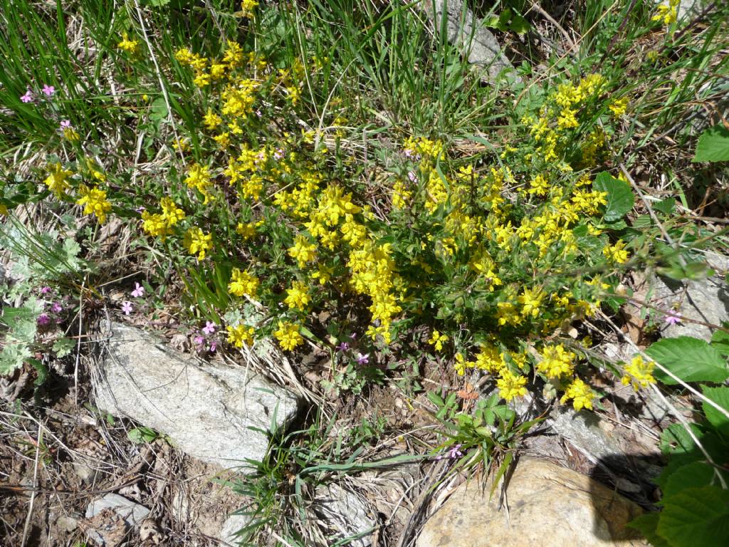 Genista germanica