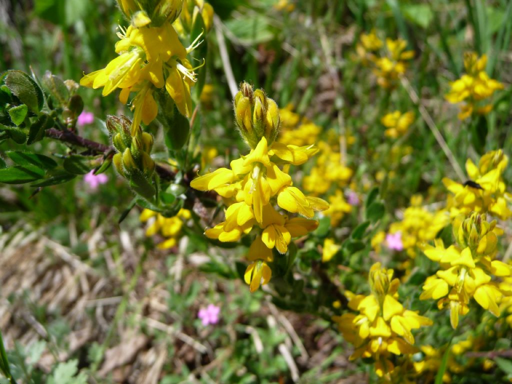 Genista germanica