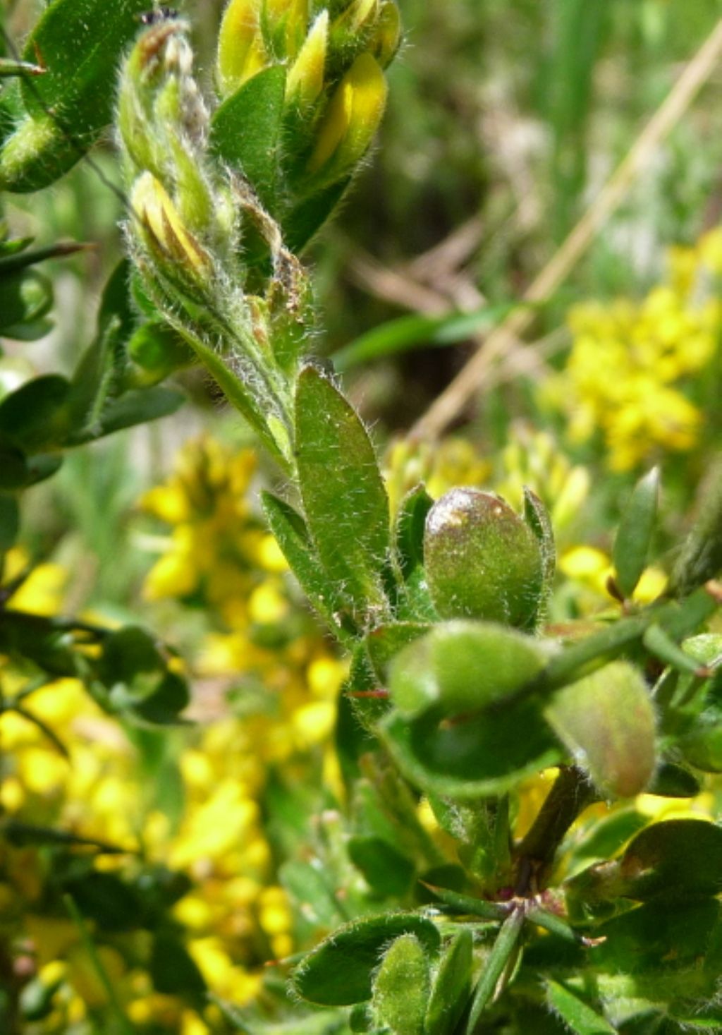 Genista germanica