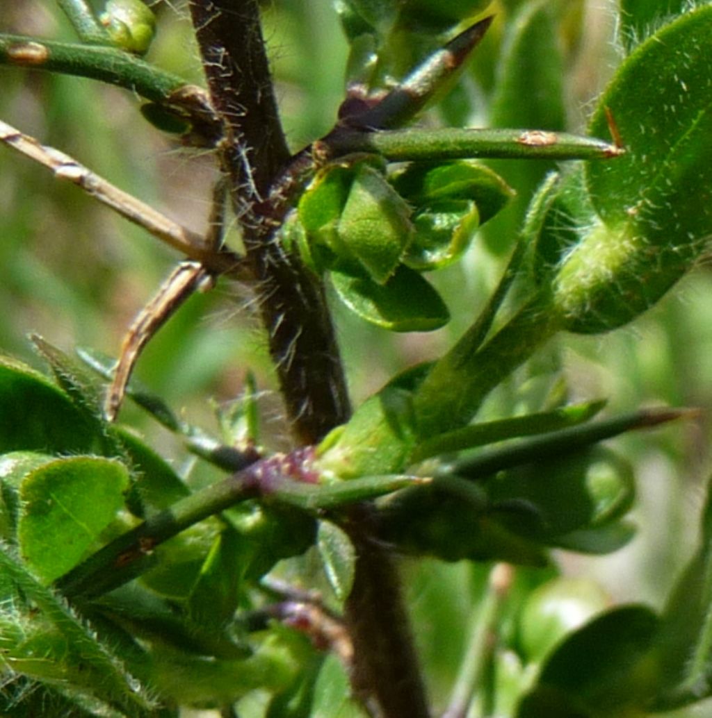 Genista germanica