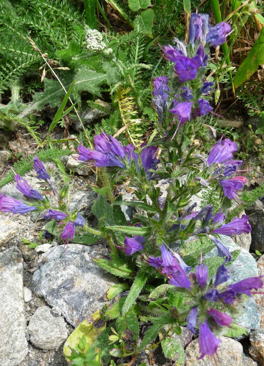 Echium vulgare