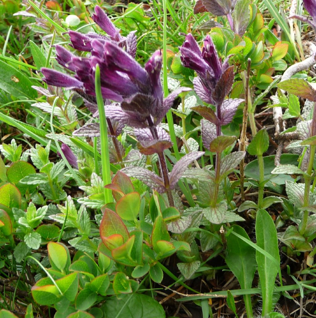 Bartsia alpina
