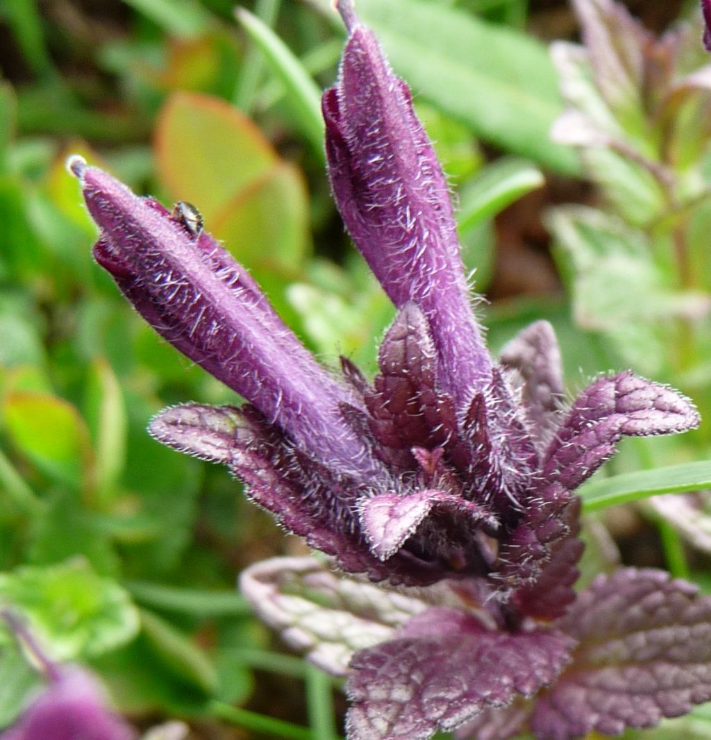 Bartsia alpina