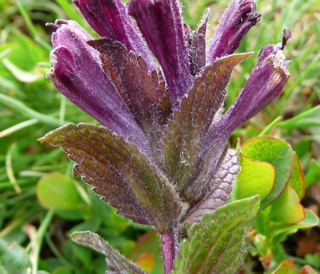 Bartsia alpina