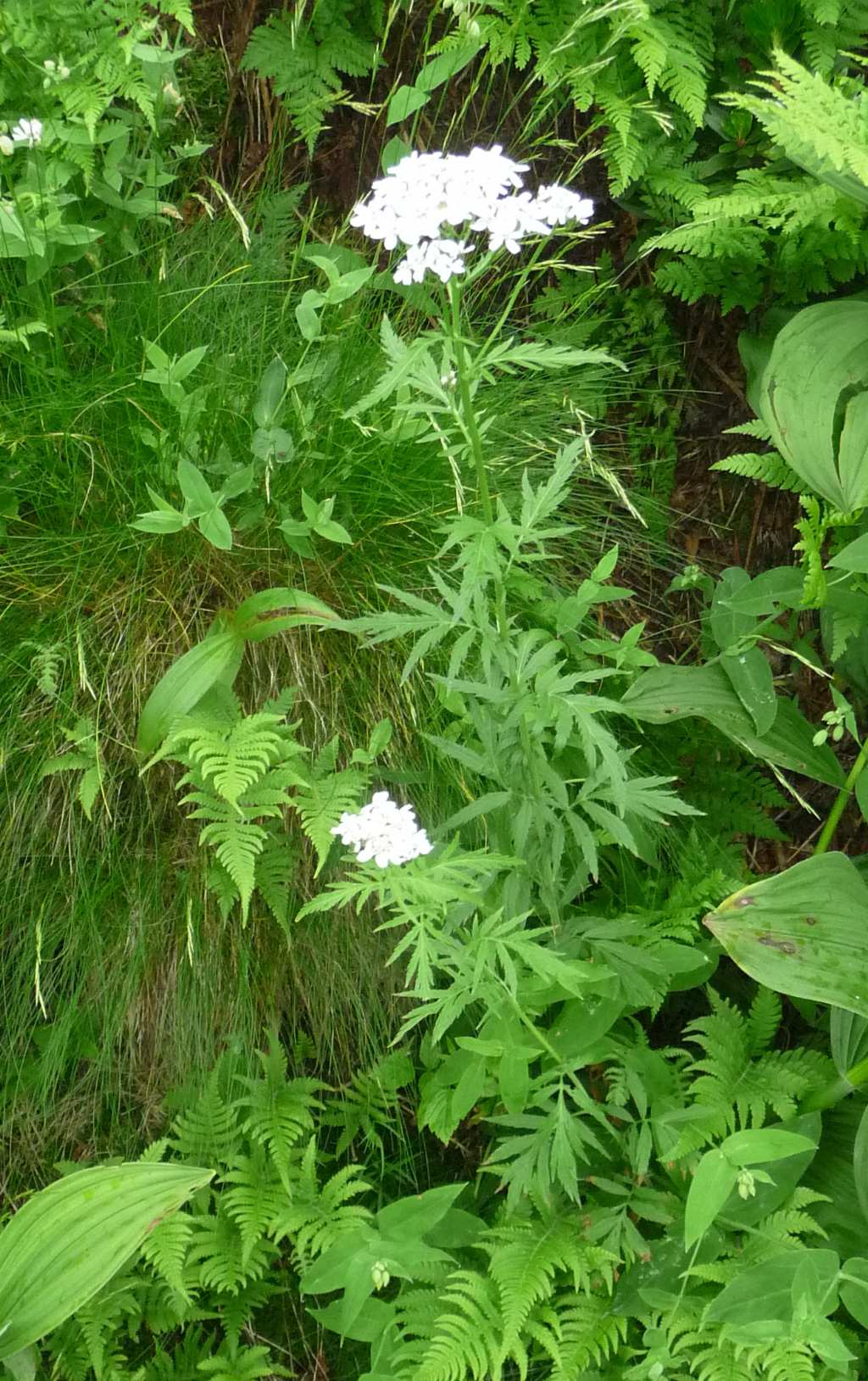 Achillea macrophylla / Millefoglio delle radure