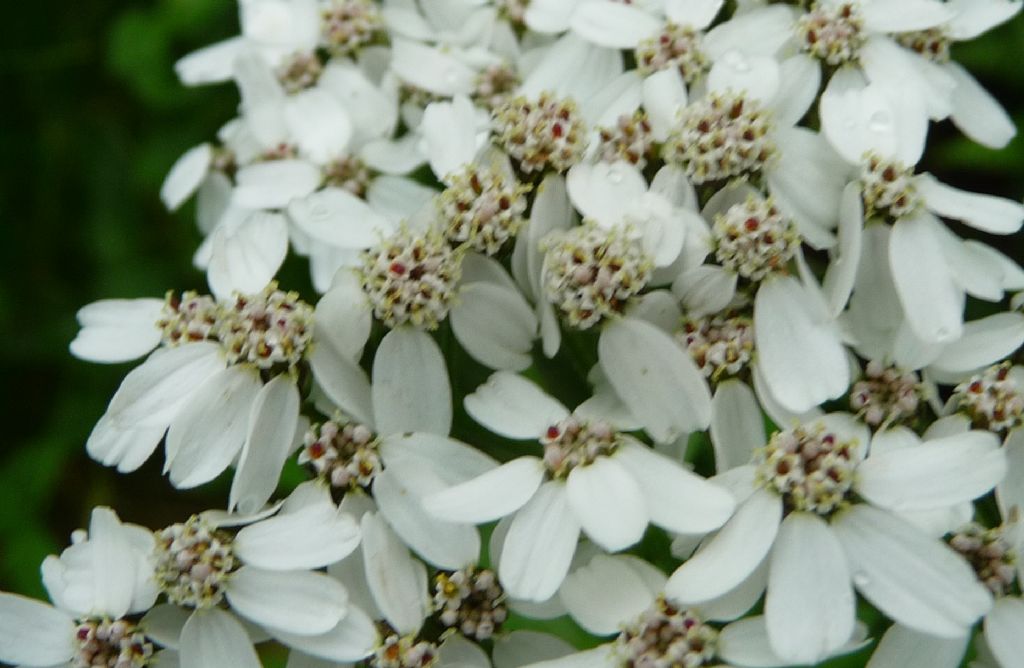 Achillea macrophylla / Millefoglio delle radure