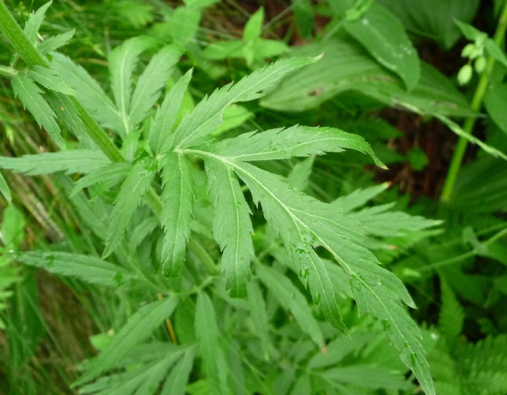 Achillea macrophylla / Millefoglio delle radure