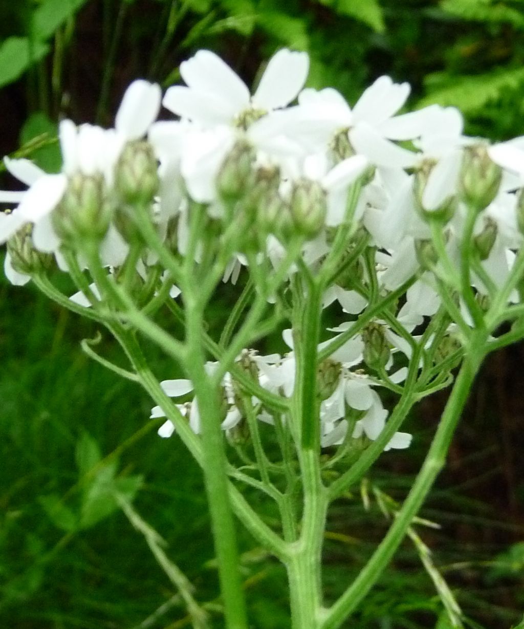 Achillea macrophylla / Millefoglio delle radure