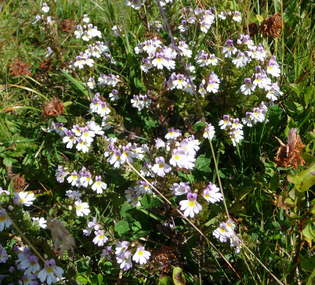 Euphrasia sp.