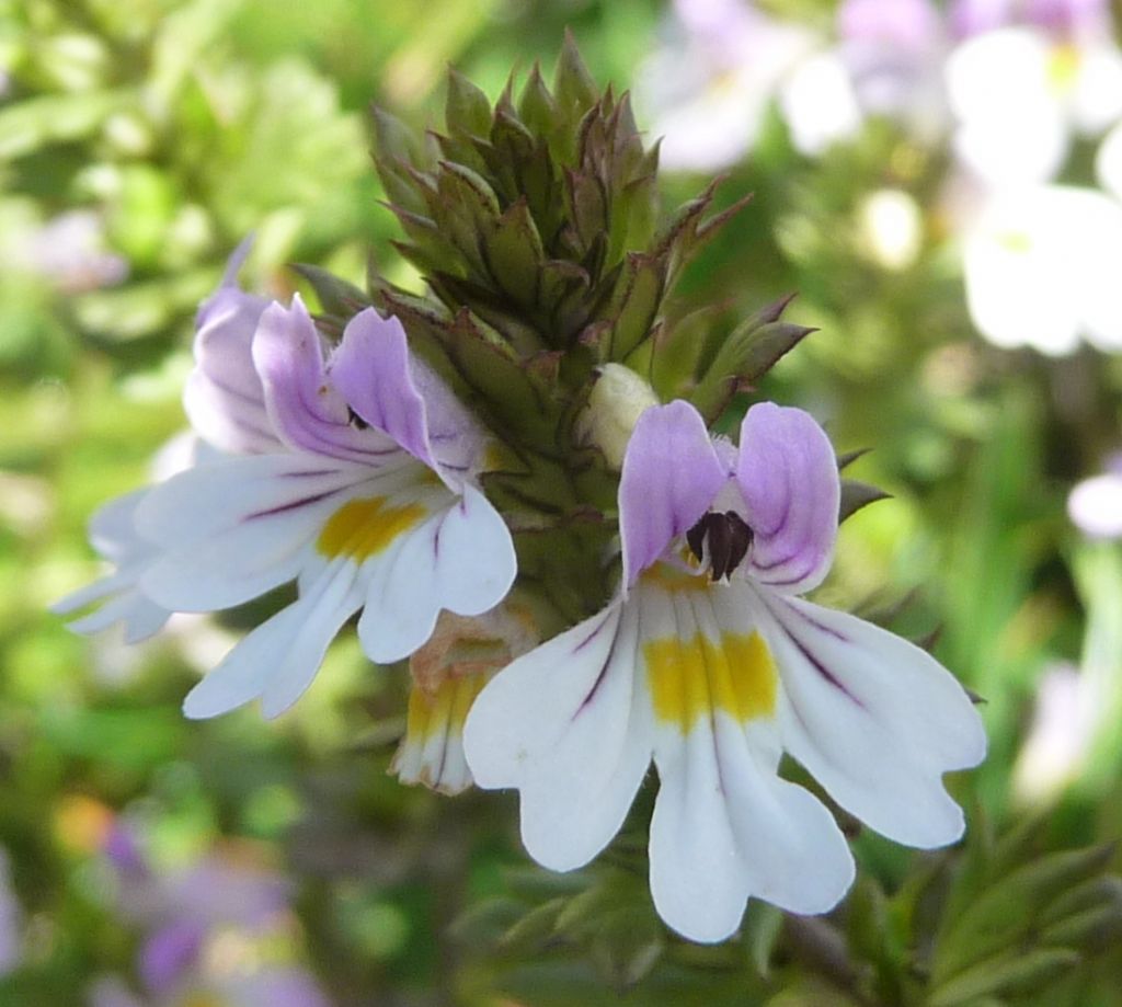 Euphrasia sp.