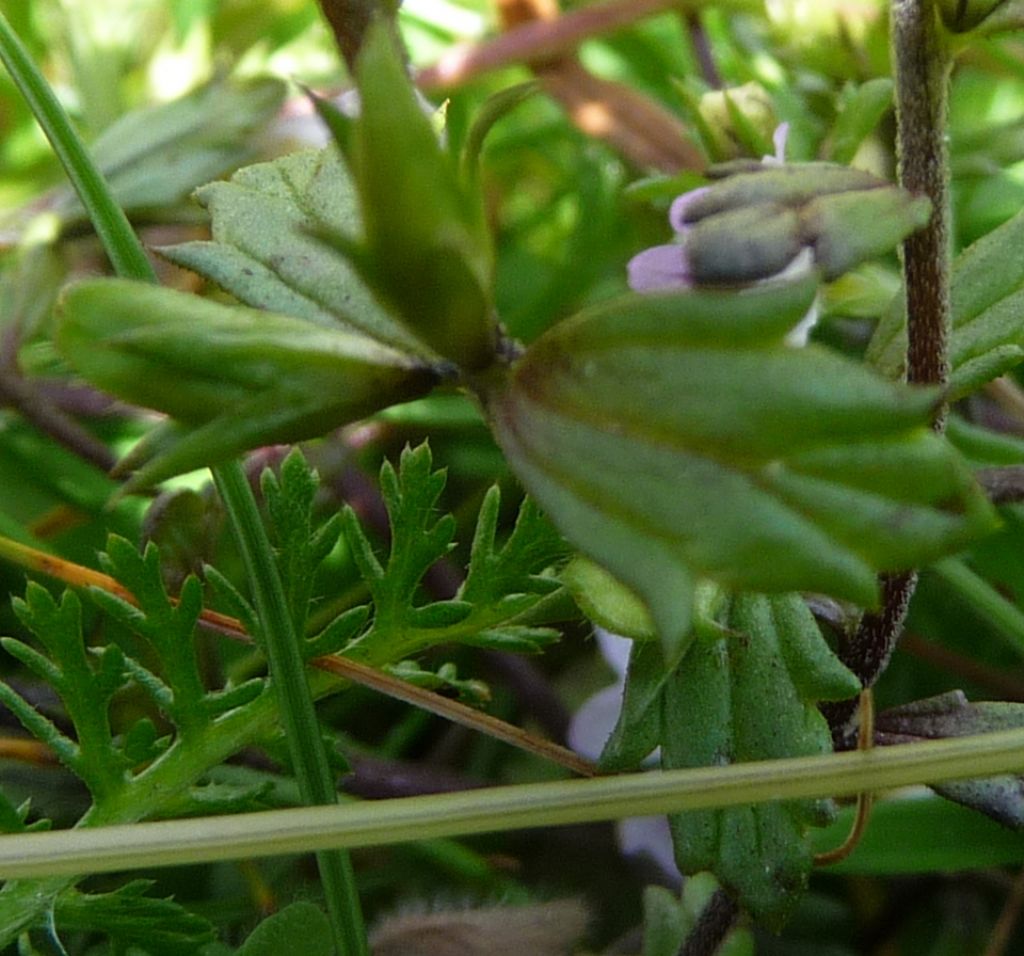 Euphrasia sp.