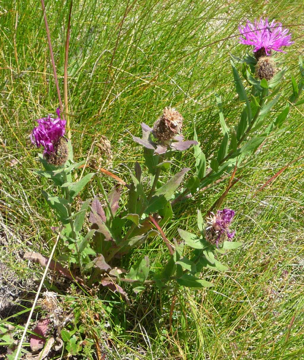 Centaurea nervosa