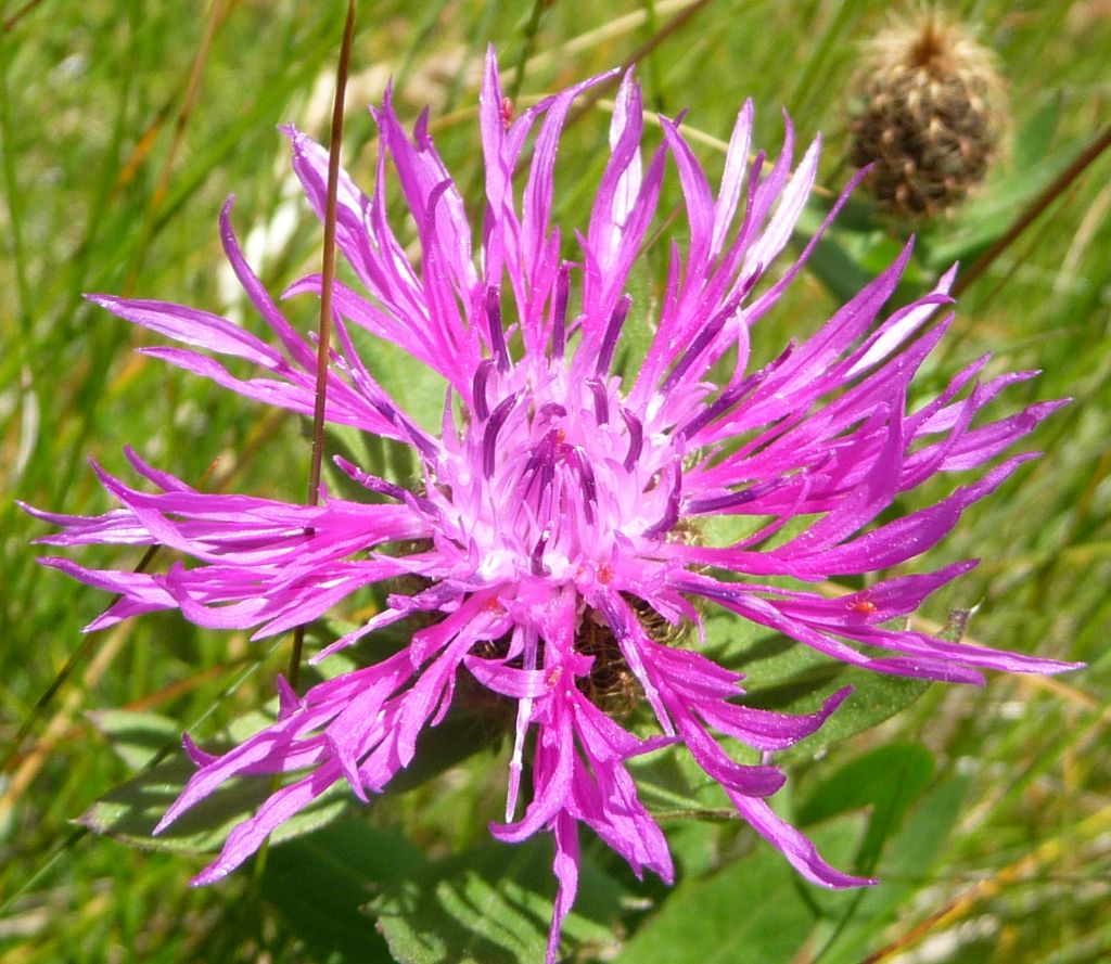 Centaurea nervosa