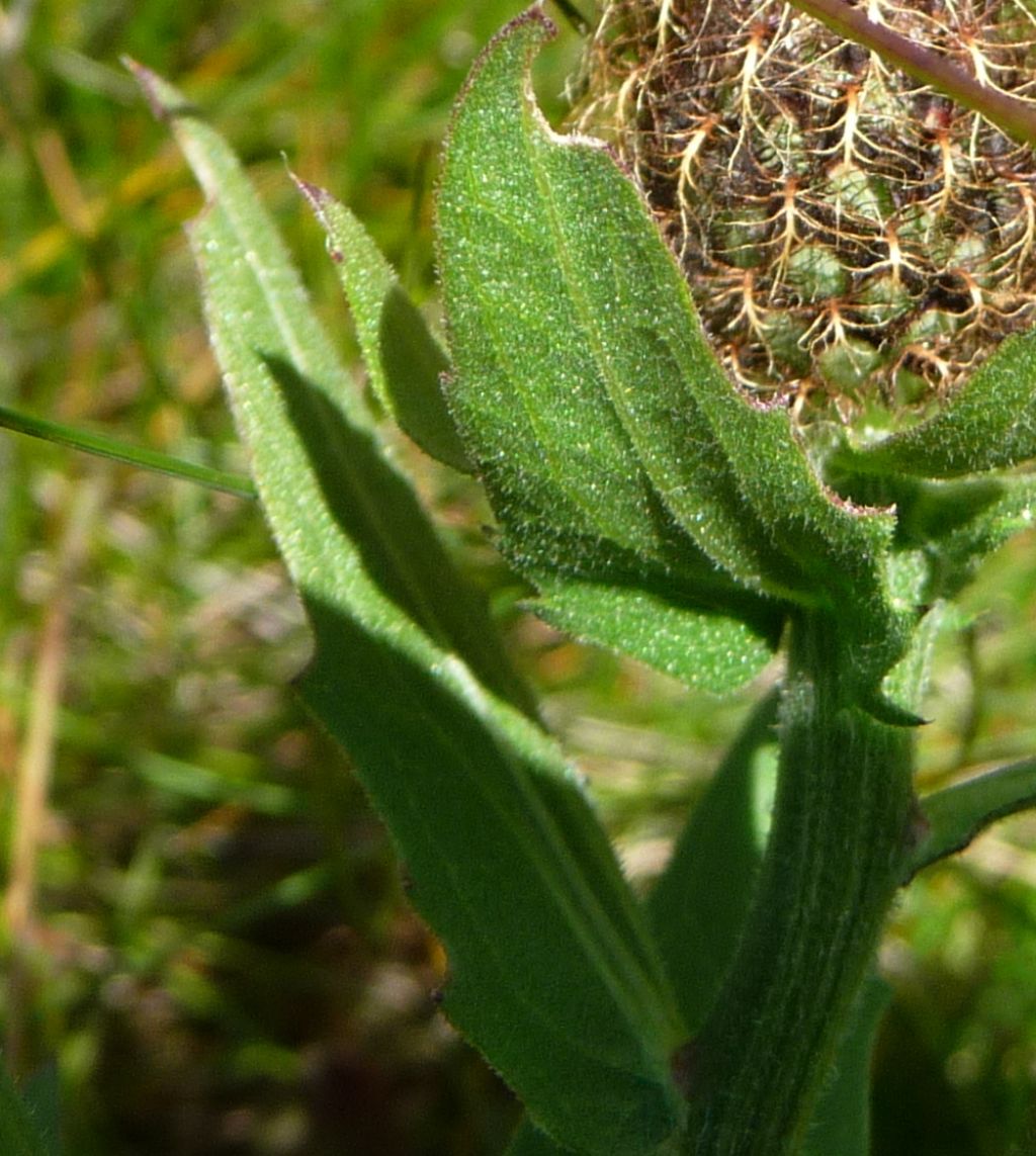 Centaurea nervosa