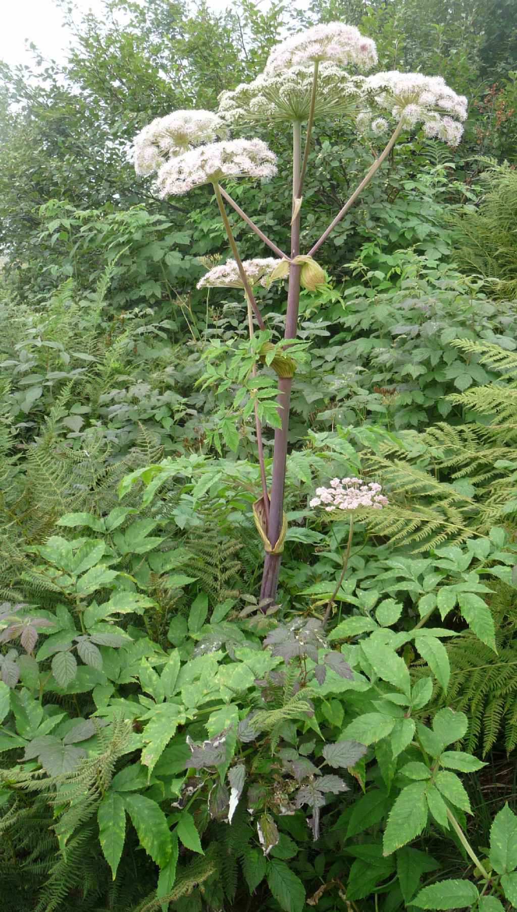 Angelica sylvestris / Angelica selvatica