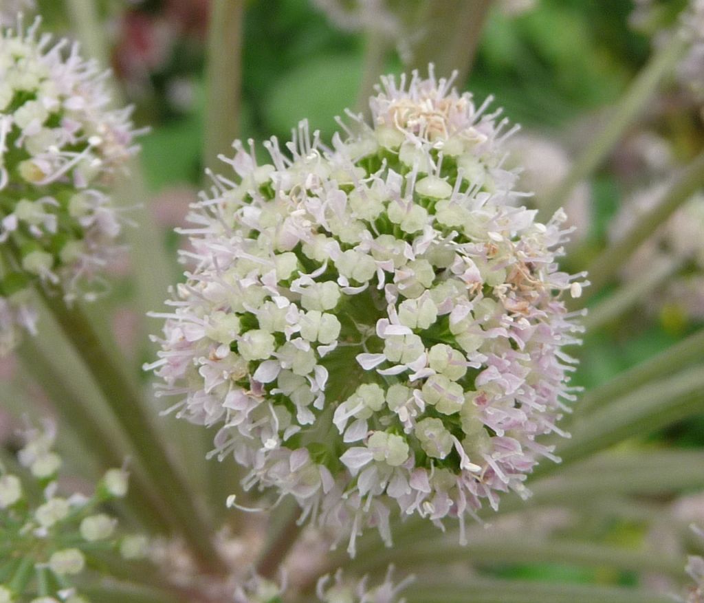 Angelica sylvestris / Angelica selvatica