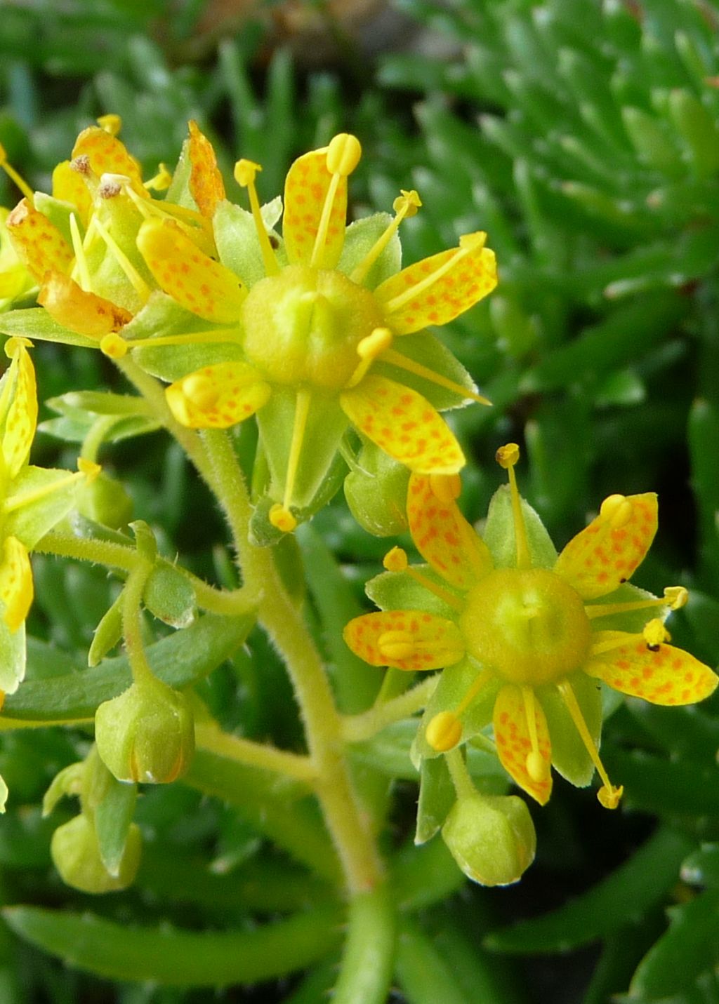 Saxifraga aizoides / Sassifraga autunnale