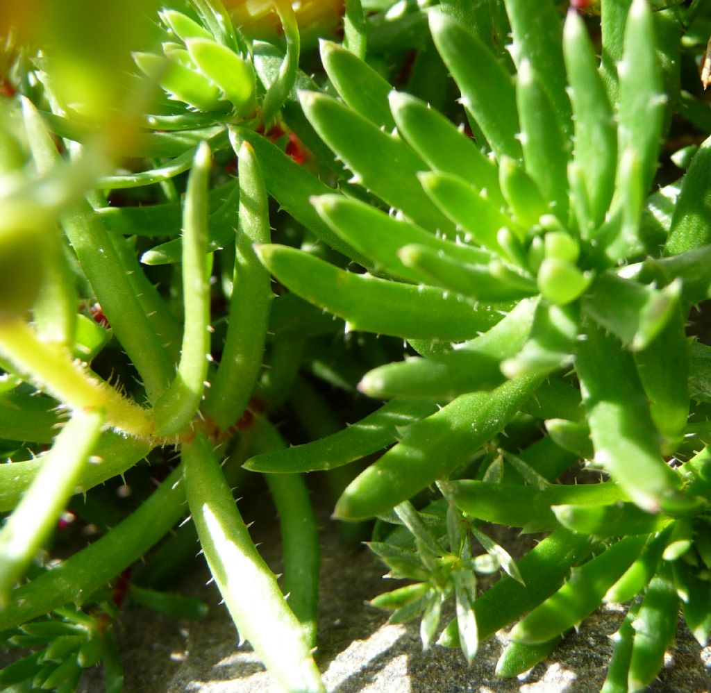 Saxifraga aizoides / Sassifraga autunnale