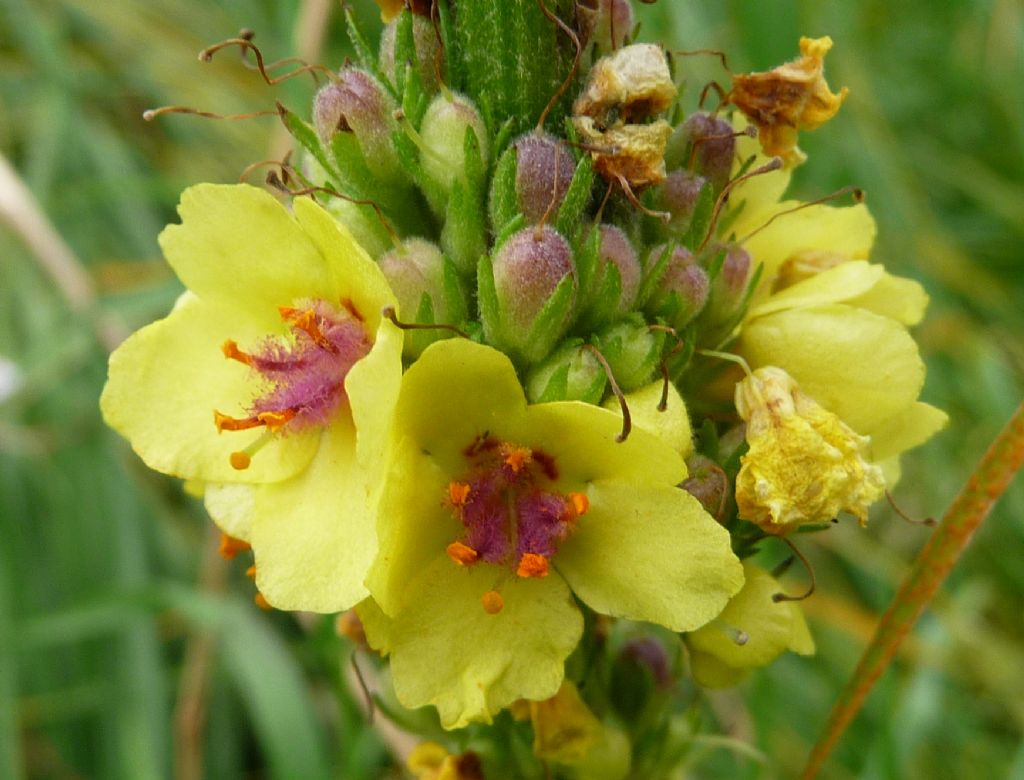 Verbascum nigrum