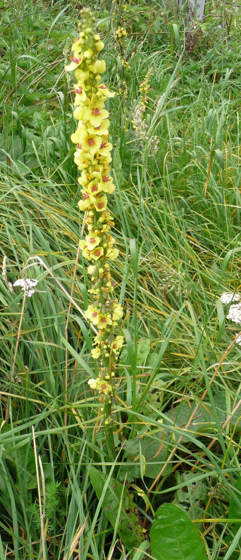 Verbascum nigrum