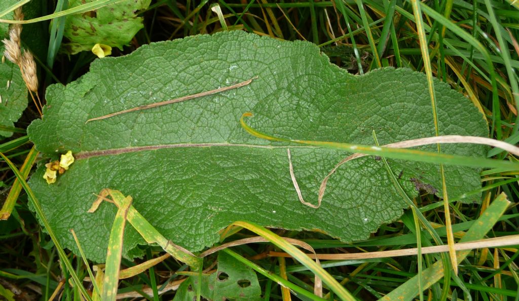 Verbascum nigrum