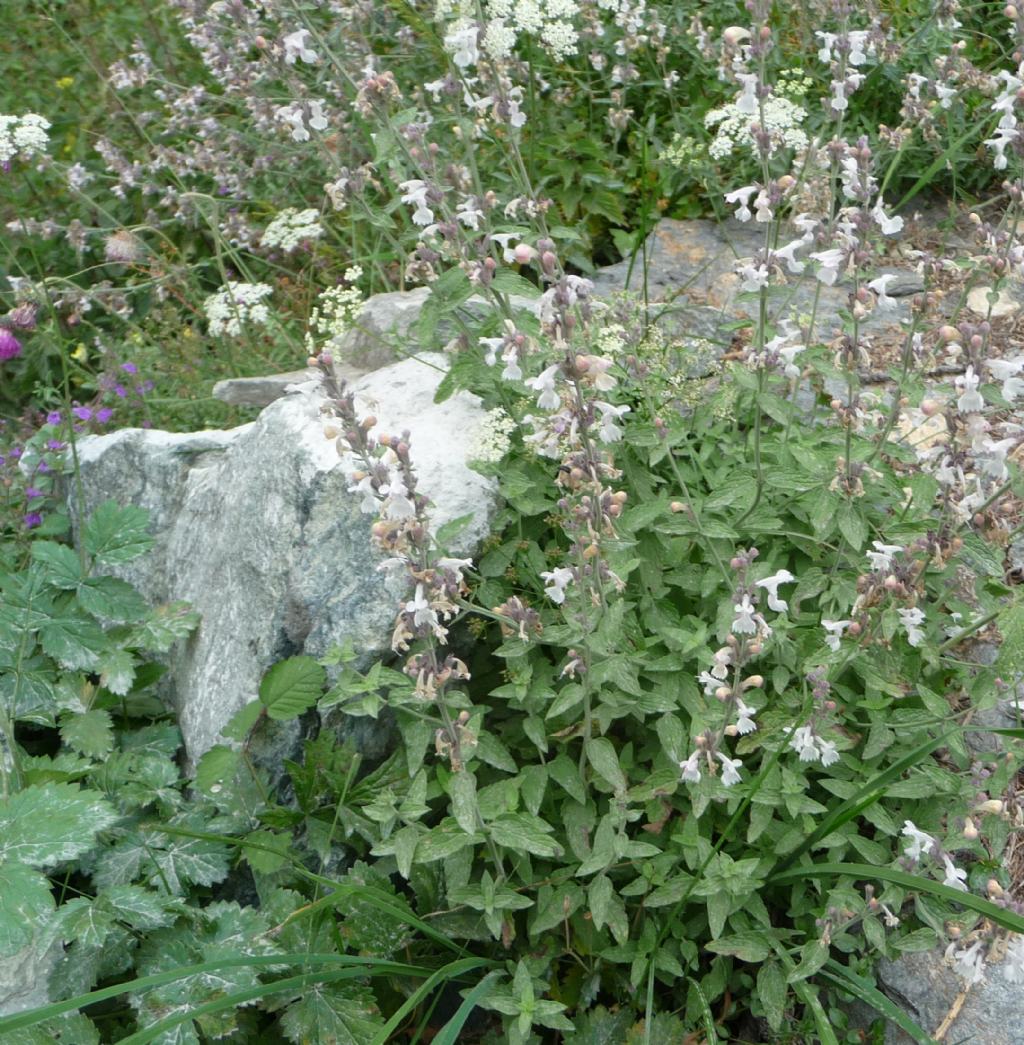 Nepeta nepetella / Gattaia minore
