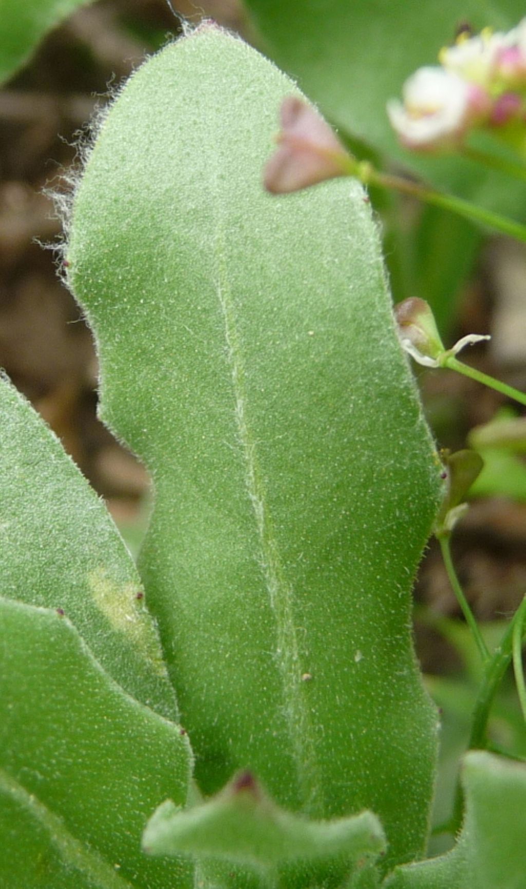 Calendula cfr. officinalis