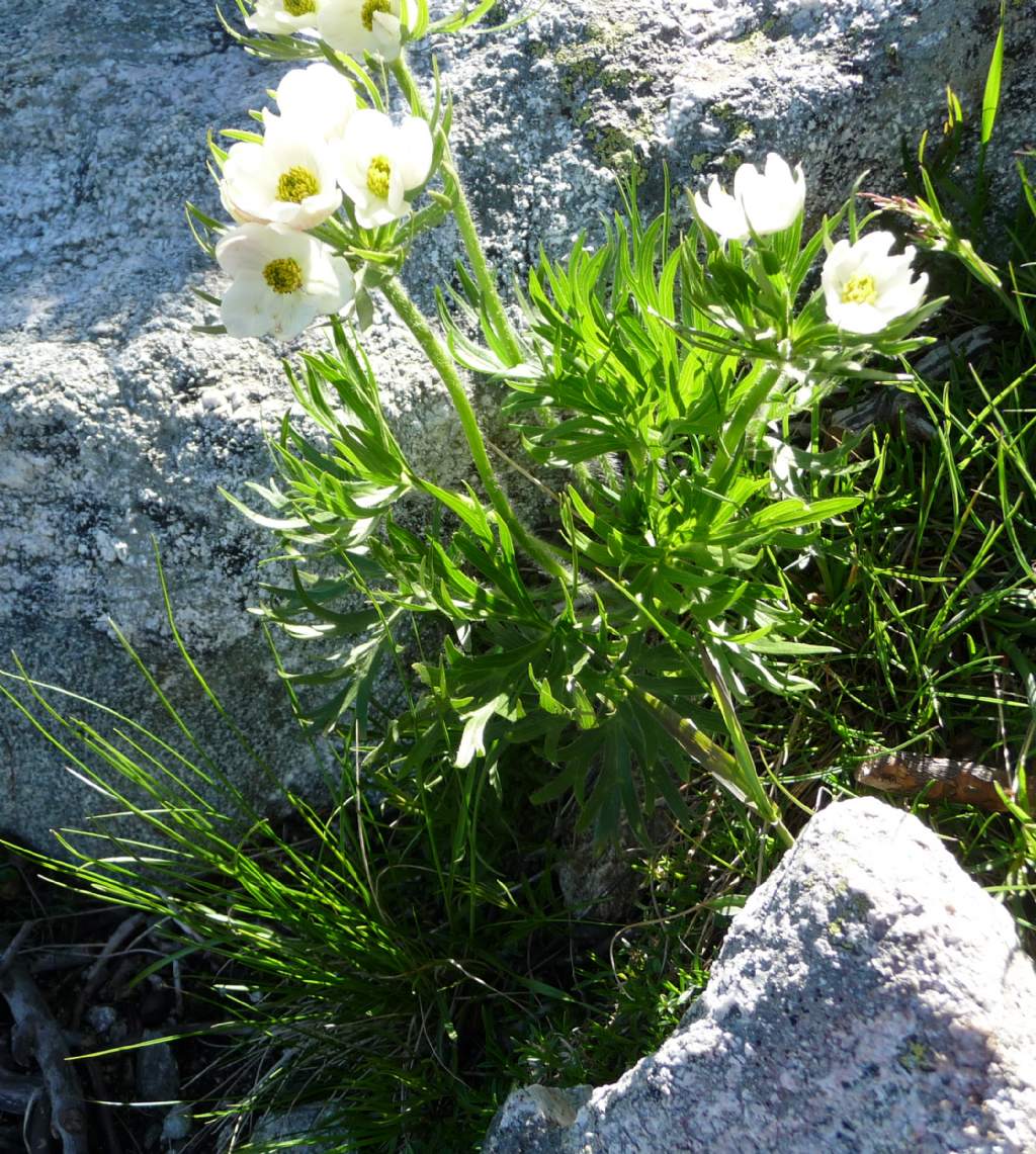 Anemonastrum narcissiflorum