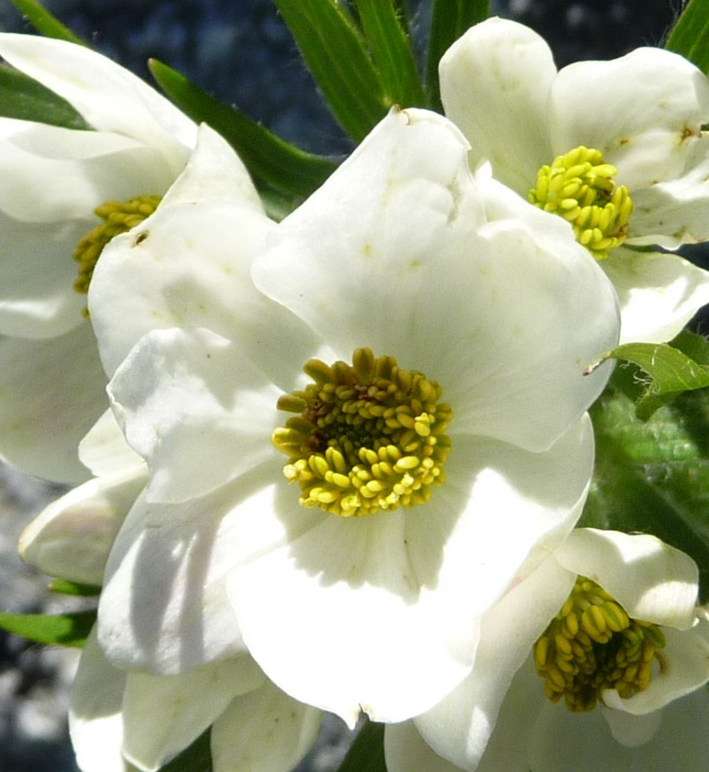 Anemonastrum narcissiflorum