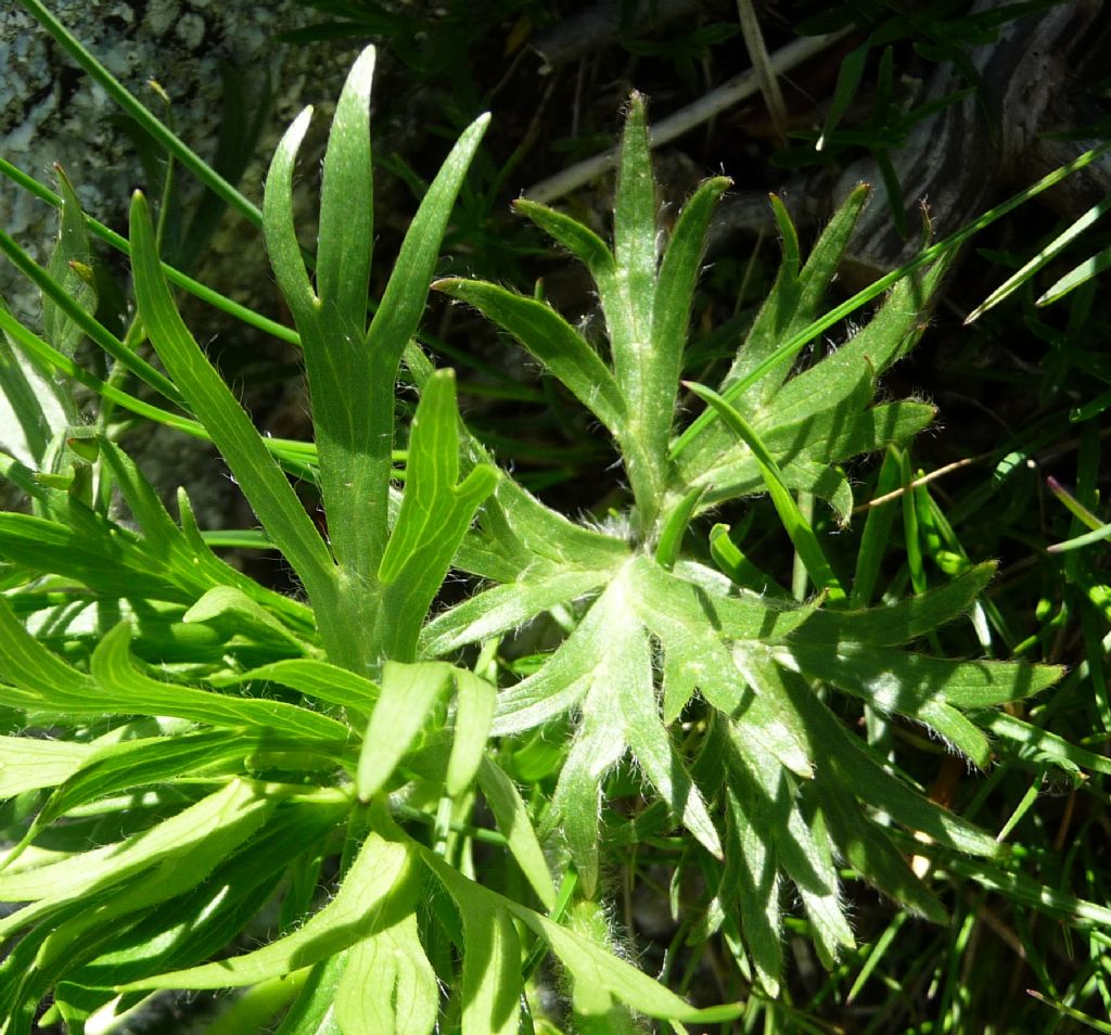 Anemonastrum narcissiflorum