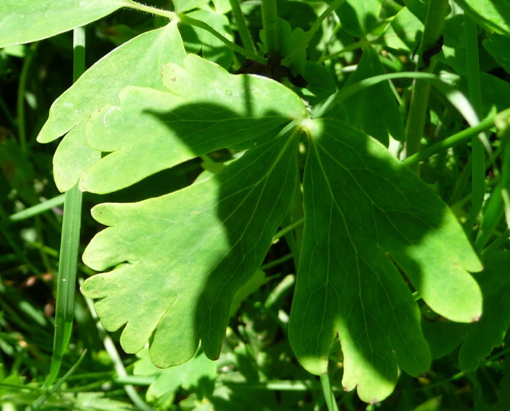 Aquilegia atrata