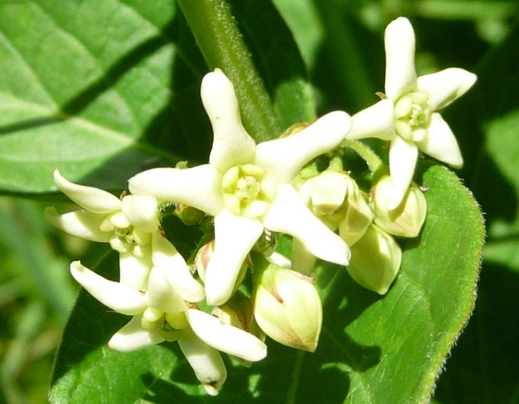 Vincetoxicum hirundinaria