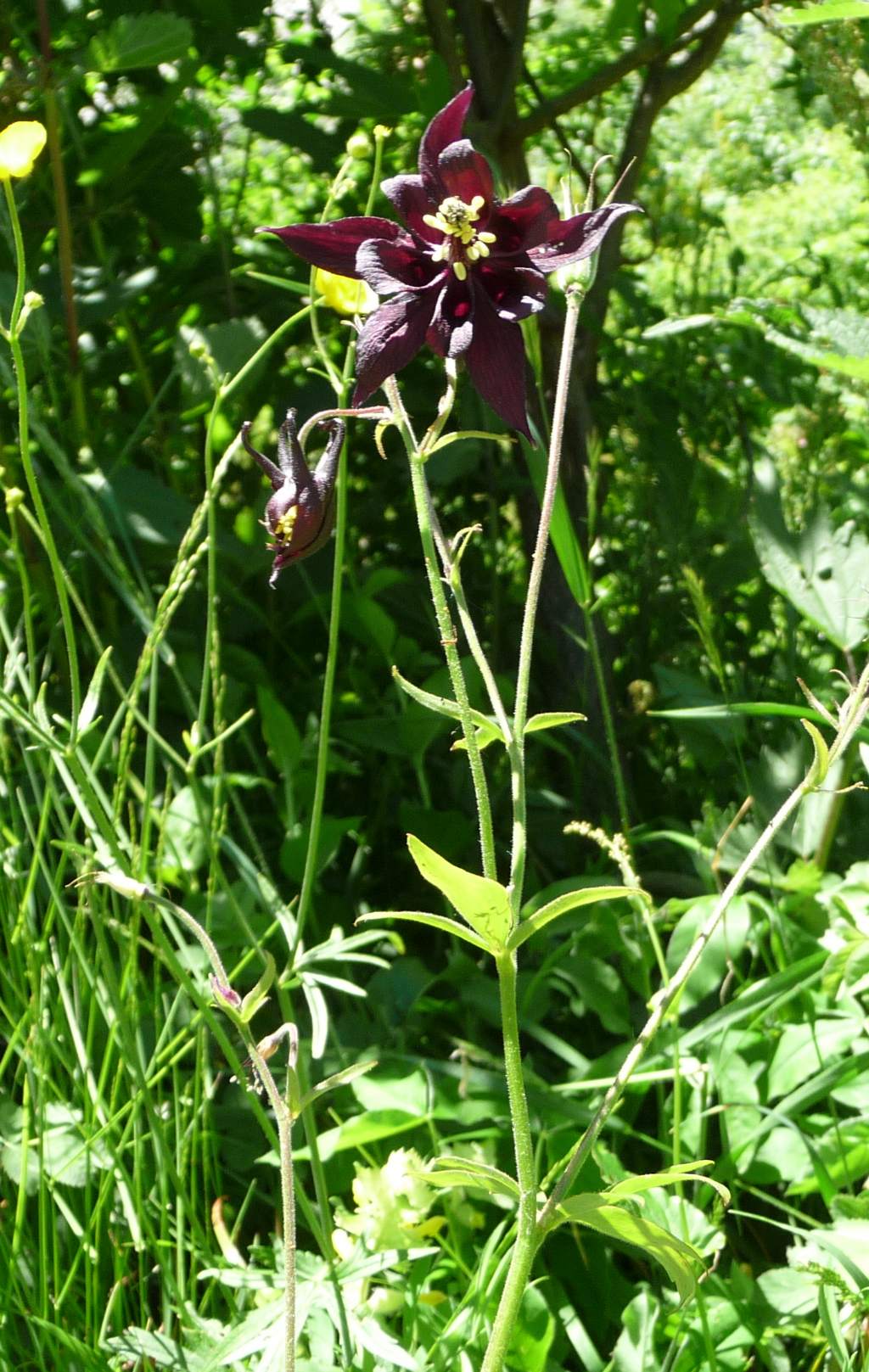 Aquilegia atrata