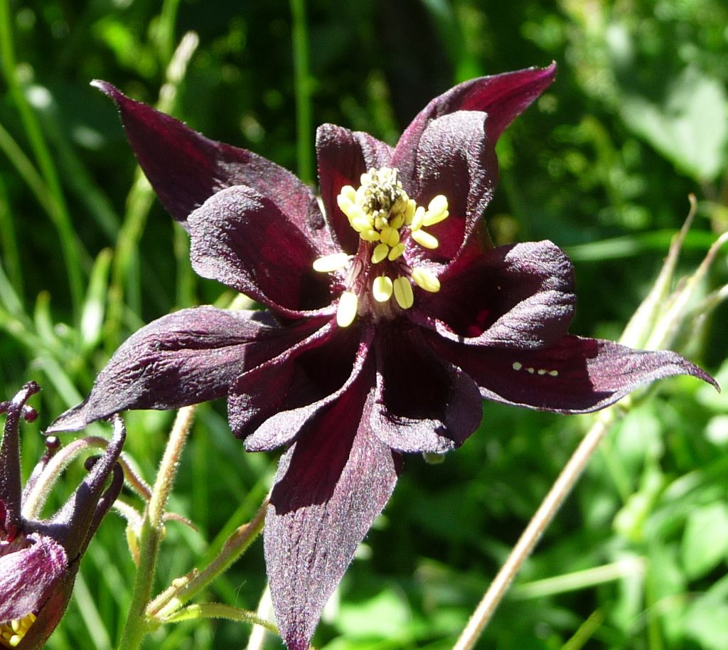 Aquilegia atrata