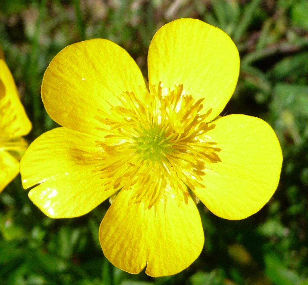 Ranunculus cfr. aduncus