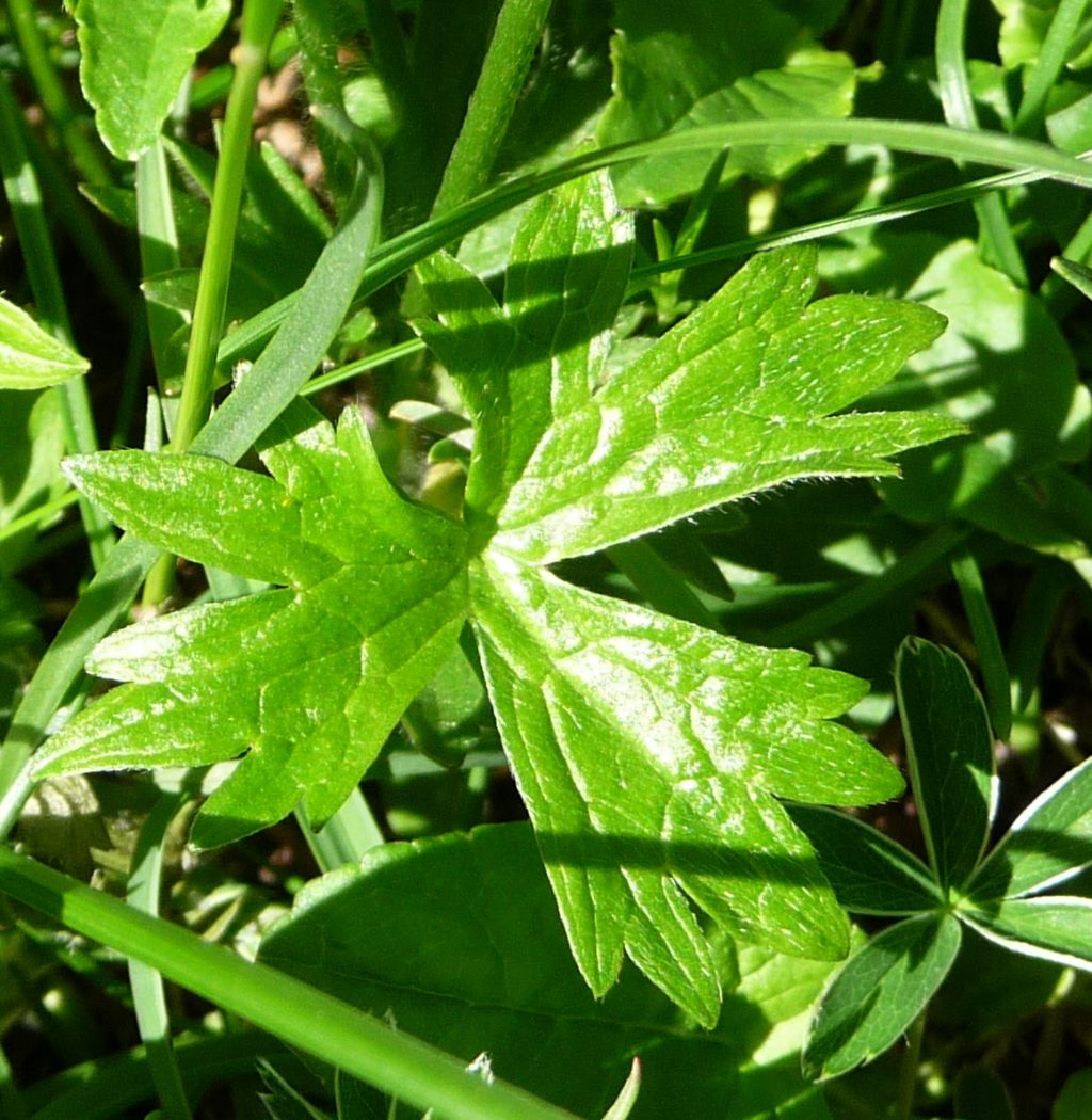 Ranunculus cfr. aduncus