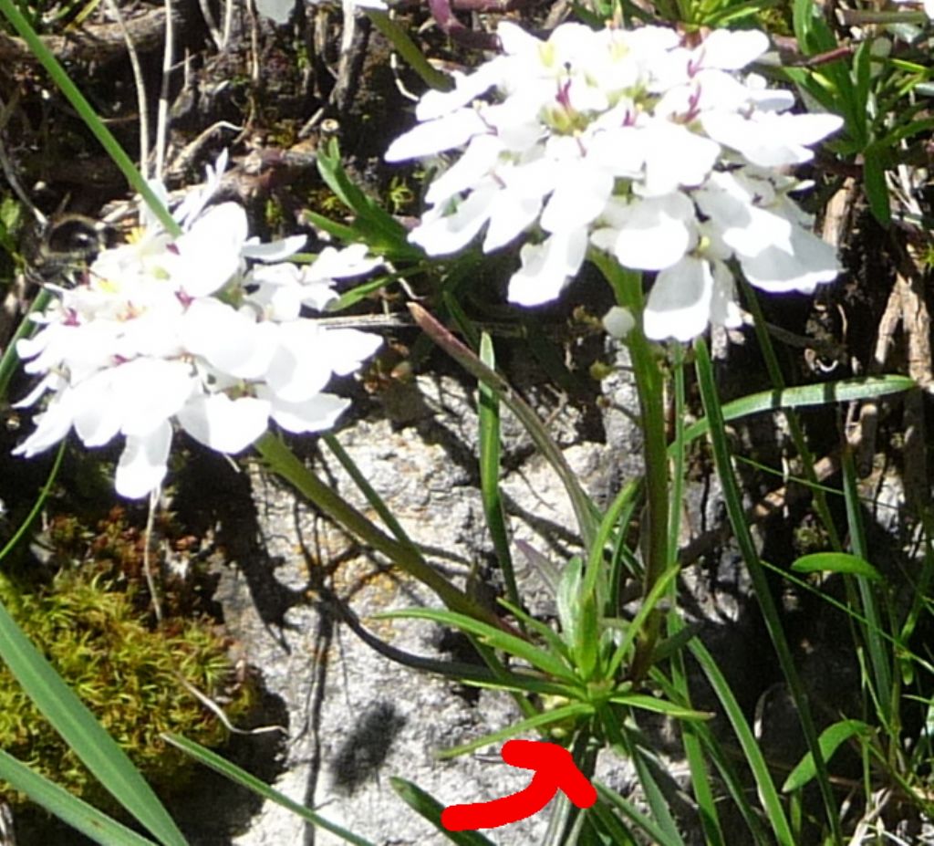 Iberis sempervirens