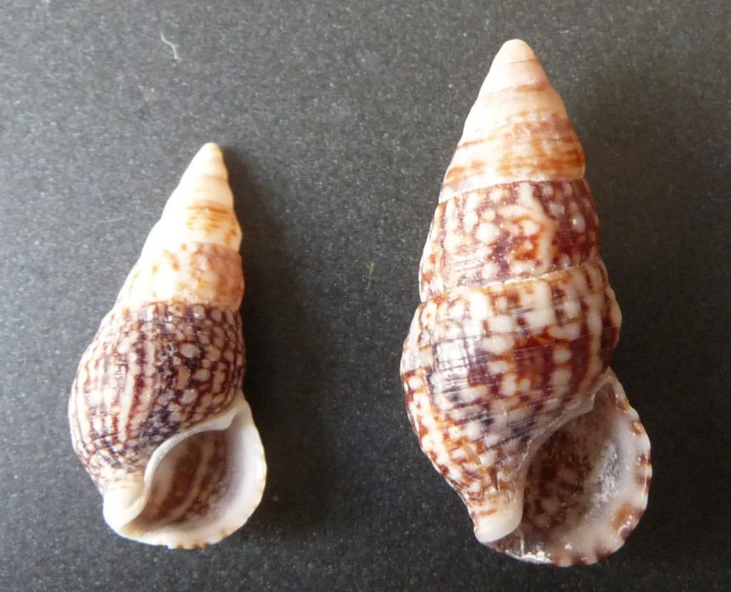 cerithium da determinare