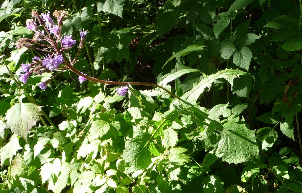 Lactuca alpina