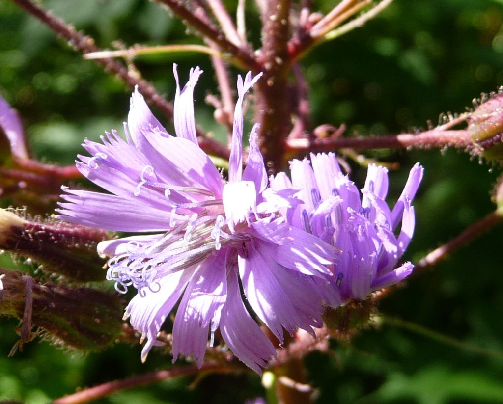 Lactuca alpina