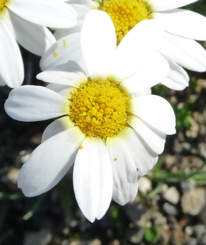 Leucanthemopsis alpina